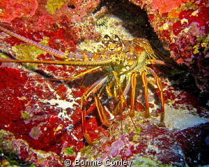 Lobster seen in Grand Cayman.  Photo taken with a Canon S... by Bonnie Conley 